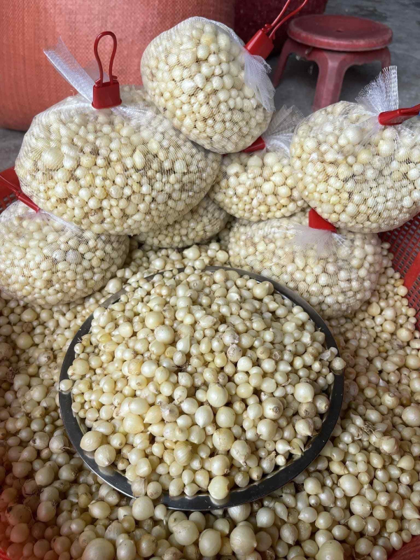 củ nén QUảng Nam